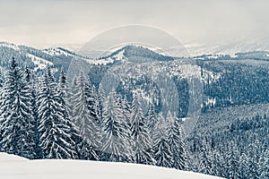 Beautiful panorama of snowy mountains landscape with snow covered forest. Christmas background with tall frozen spruce trees.