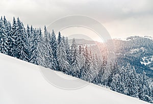 Beautiful panorama of snowy mountains landscape with snow covered forest. Christmas background with tall frozen spruce trees.