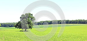 Beautiful panorama with summer landscape with lonely tree