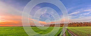 Beautiful panorama of sunset over a green field of young shoots of agricultural crops