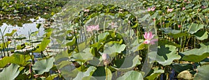 Beautiful panoramic background with pink lotus flowers and green leaves