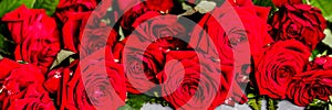 Beautiful Panoramic background with red roses. Bouquet of fresh flowers close up, holiday background. Wide Angle flowers bright