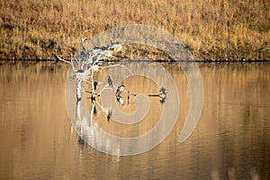 Beautiful panoramic landscape of the African savannah of South Africa`s Pilanesberg National Park