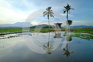 Beautiful panoramic rural landscape in the morning at paddy field