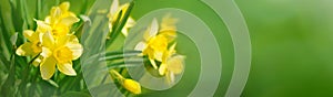Beautiful Panoramic Spring background With Daffodils Flowers