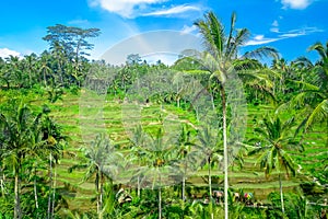 Beautiful panoramic view with green rice terraces near Tegallalang village, Ubud, Bali, Indonesia