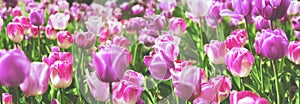 Beautiful panoramic view of lot of lilac and violet tulips with