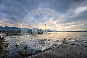 Beautiful Panoramic view of Rapperswil, Switzerland: ducks and swans on Lake Zurich with mountain ranges and sunset as background.