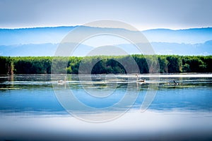 Beautiful panoramic view to two white swans swimming on lake Pamvotis of Ioannina Epirus Greece in a distant centre in a sunny