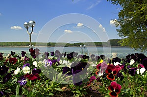 Beautiful pansies at Danube riverside