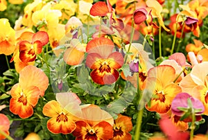 Beautiful pansies in garden