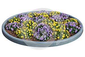 Beautiful pansies, violets, violas growing on the flowerbed. Violet tricolor spring flowers on flowerbed, isolated on white