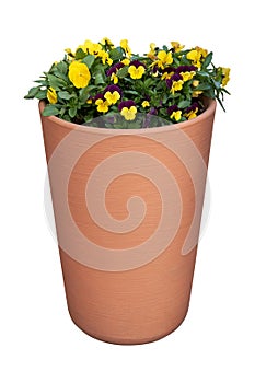Beautiful pansies, violets, violas growing in the flowerpot. Viola tricolor spring flowers in flower pot, isolated on white photo