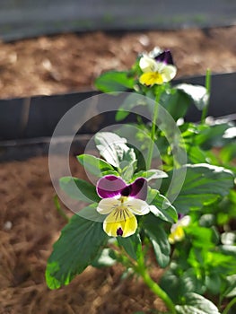 Beautiful Pansy flower in a vegetable patch. Una bella flor Viola en un huerto. photo