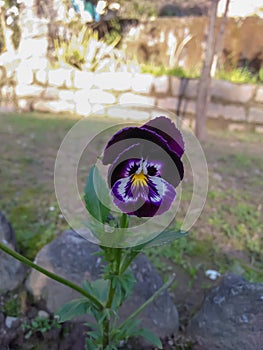 Beautiful Pansy flower, viola tricolor flower