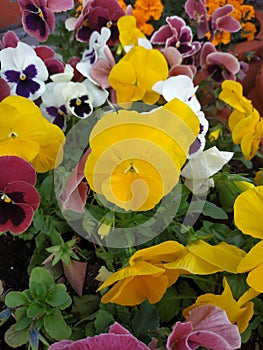 Beautiful pansy flowers in the garden. Mixed pansies in the garden. Pansies vertical background. Yellow. red and white pansies on