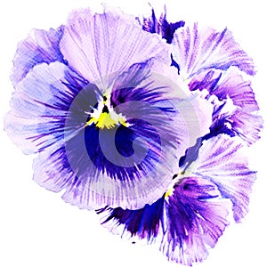 Beautiful pansy flowers isolated on white background