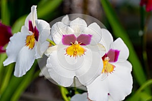 Beautiful pansy orchid. Miltonia orchids close up.