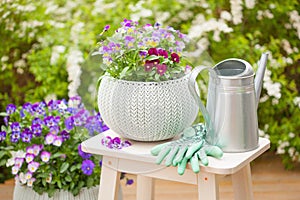 Beautiful pansy summer flowers in flowerpots in garden