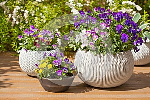 Beautiful pansy summer flowers in flowerpots in garden