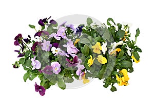 Beautiful pansy viola flower in tricolor, white, yellow and violet or purple growing in blue pot on White background and path.