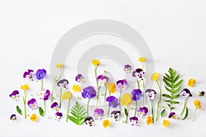 Beautiful pansy violet summer flowers flatlay on white