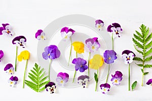 Beautiful pansy violet summer flowers flatlay on white