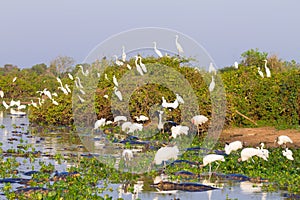 Beautiful Pantanal landscape, South America, Brazil