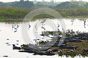 Beautiful Pantanal landscape, South America, Brazil