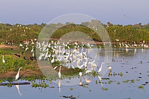 Beautiful Pantanal landscape, South America, Brazil