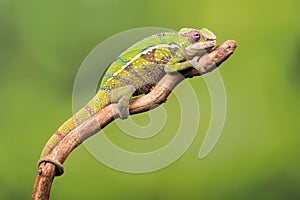 Beautiful Panther Chameleon