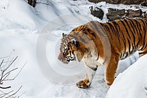 Beautiful panthera tigris on a snowy road