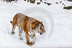 Beautiful panthera tigris on a snowy road