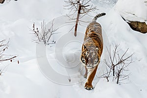 Beautiful panthera tigris on a snowy road