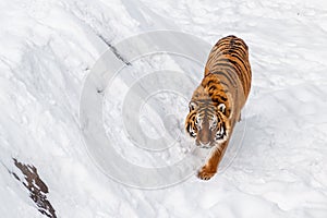 Beautiful panthera tigris on a snowy road