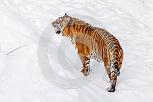 Beautiful panthera tigris on a snowy road