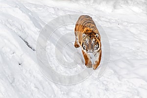 Beautiful panthera tigris on a snowy road