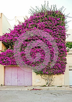 Hermoso cubre muro de Residencial el edificio 