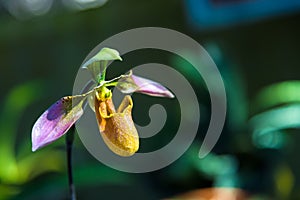 Beautiful Paphiopedilum Callosum orchid flower or lady slipper orchid at tropical flower natural fresh for wallpaper and