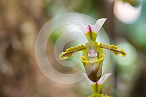 Beautiful paphiopedilum orchid are blooming on nature background