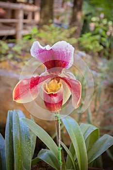 Beautiful paphiopedilum orchid flowers in garden.