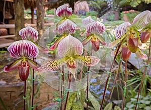 Beautiful paphiopedilum orchid flowers in garden.