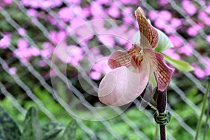 Beautiful paphiopedilum orchid, paphiopedilum spicerianum