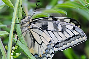 Beautiful Papilio Machaon (Swallowtail) butterfly with folded wings on a green grass close-up