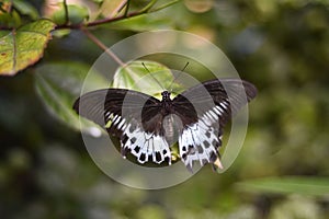 Beautiful Papilio polymnestor butterfly perched on a tree branch in a tranquil forest setting