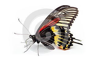 Beautiful Papillo Sp butterfly isolated on a white background. Side view