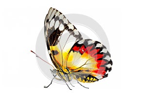 Beautiful Papillo Sp butterfly isolated on a white background. Side view