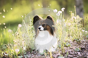 beautiful papillon dog in the grass and faded coltsfoot flowers in summer. Cute Continental toy outdoors at sunset