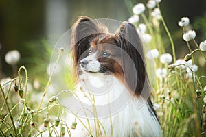 beautiful papillon dog in the grass and faded coltsfoot flowers in summer. Cute Continental toy outdoors at sunset