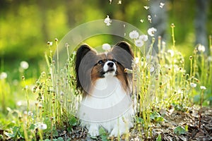 beautiful papillon dog in the grass and faded coltsfoot flowers in summer. Happy Continental toy outdoors at sunset